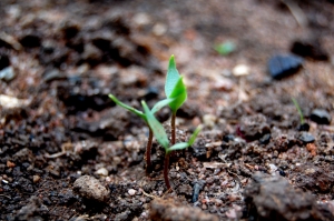 A seedling bursting the soil