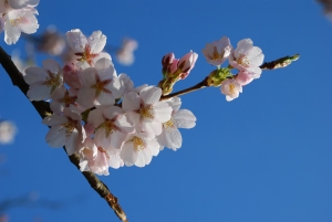 A picture of a blossoming branch